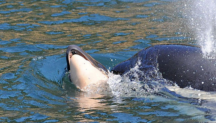 این نهنگ مادر ۱۷ روز از نوزاد مرده‌اش جدا نشد و ۱۶۰۰ کیلومتر آن را با خود کشید