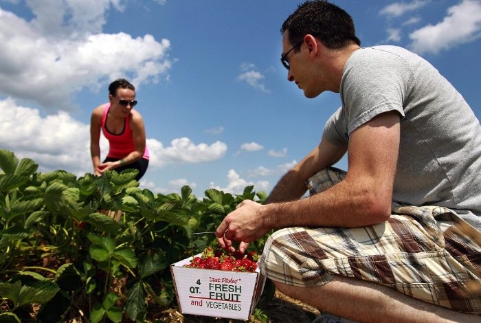 Photo of یک پیشنهاد عالی برای این آخر هفته‌ی شما؛ میو‌ه‌چینی از مزرعه‌های اطراف تورنتو