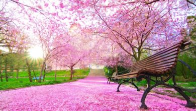 Photo of شش نقطه در تورنتو که می‌توانید شکوفه‌های گیلاس را تماشا کنید